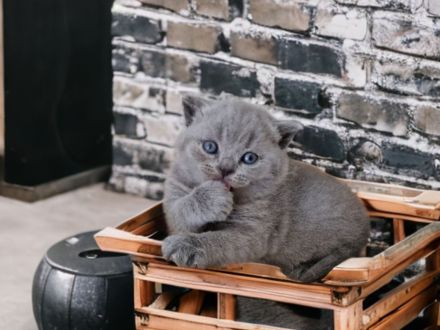 Von den Schneebärchen