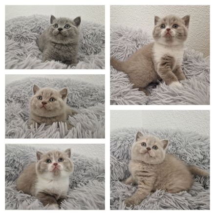 Von den Schneebärchen