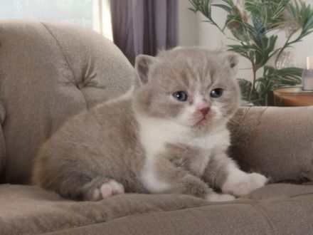 Von den Schneebärchen