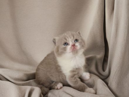 Von den Schneebärchen