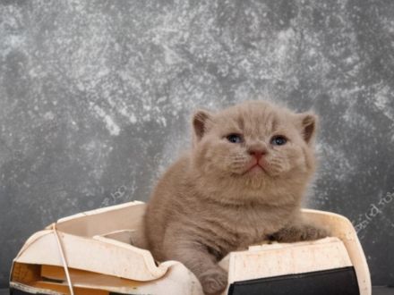 Von den Schneebärchen