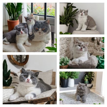 Von den Schneebärchen