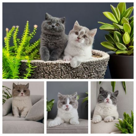 Von den Schneebärchen