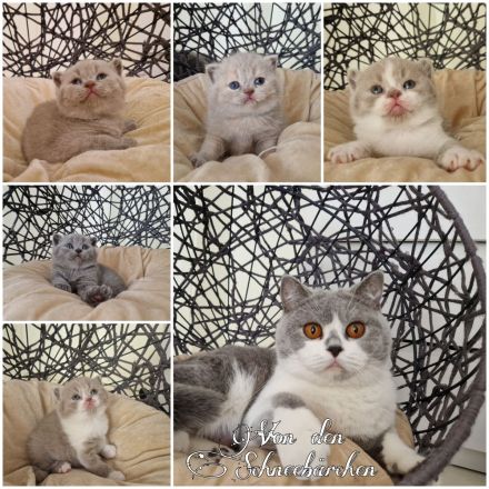 Von den Schneebärchen