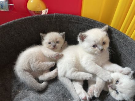 Hallo Lieben Katzen Freunde meine Katze Nala hat am 1.5