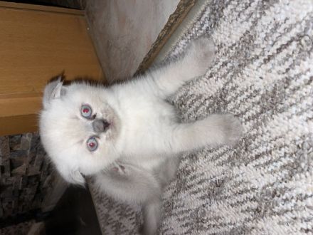 Hallo Lieben Katzen Freunde meine Katze Nala hat am 1.5