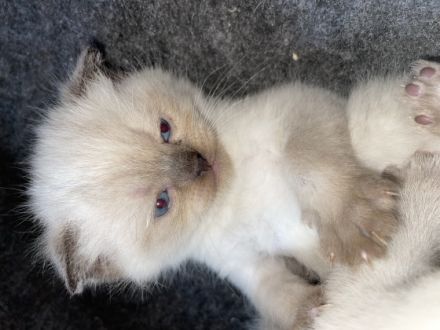 Hallo Lieben Katzen Freunde meine Katze Nala hat am 1.5