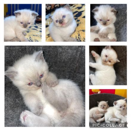 Hallo Lieben Katzen Freunde meine Katze Nala hat am 1.5