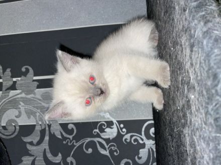 Hallo Lieben Katzen Freunde meine Katze Nala hat am 1.5