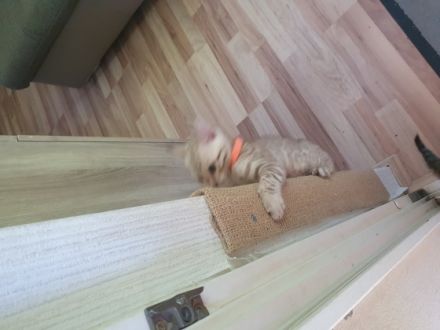 Unsere Katze Alisa hat am 21.04.2022 wundervolle Kitten