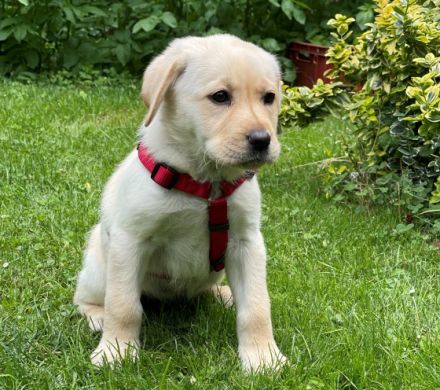 kleine familiäre Zucht mit sozialer Anbindung hat noch