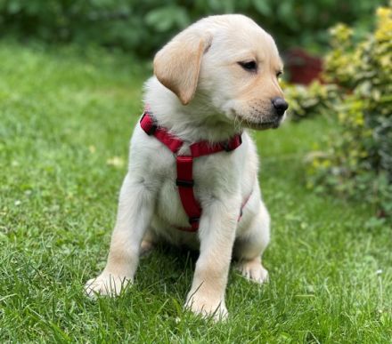 kleine familiäre Zucht mit sozialer Anbindung hat noch