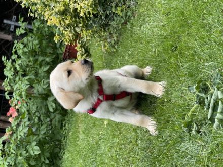 kleine familiäre Zucht mit sozialer Anbindung hat noch