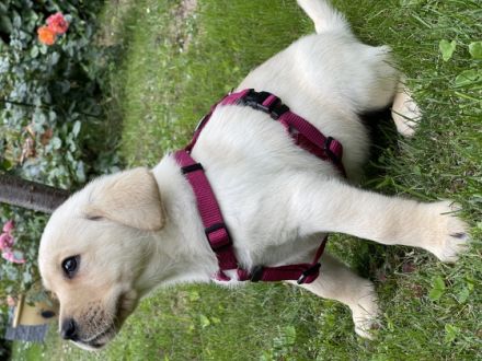 kleine familiäre Zucht mit sozialer Anbindung hat noch