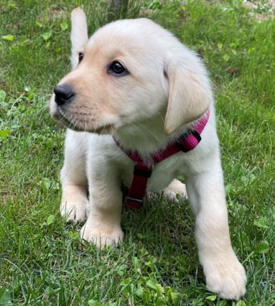 kleine familiäre Zucht mit sozialer Anbindung hat noch