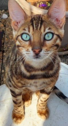 Hallo wir verkaufen unsere schönen und lieben