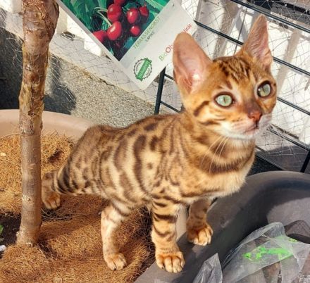 Hallo wir verkaufen unsere schönen und lieben