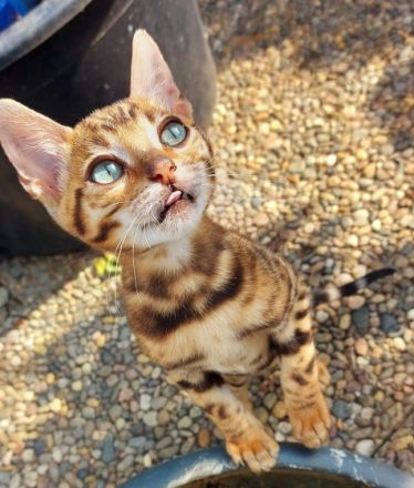 Hallo wir verkaufen unsere schönen und lieben