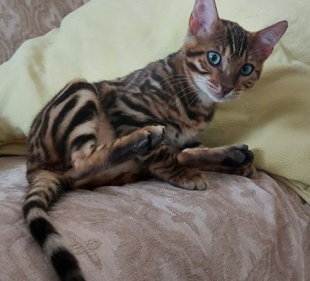 Hallo wir verkaufen unsere schönen und lieben