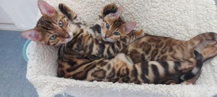 Hallo wir verkaufen unsere schönen und lieben