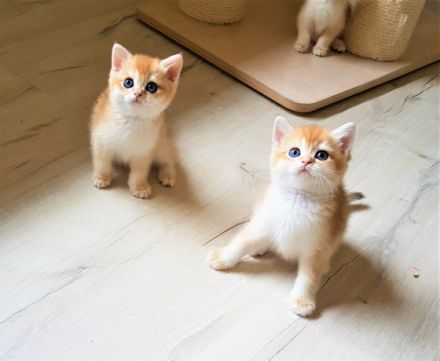 Unserer Reinrassige süßen goldene Bkh Kätzchen, geb. 03