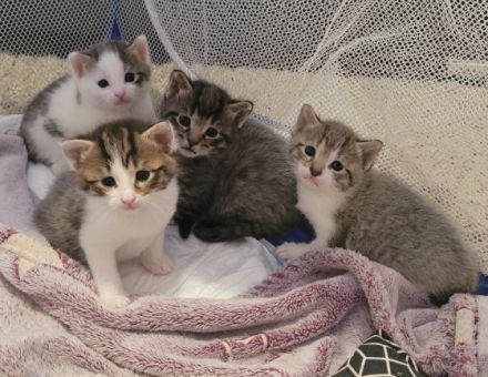 Unsere Mira hat am 27.4.2022 4 gesunde Kitten zur Welt