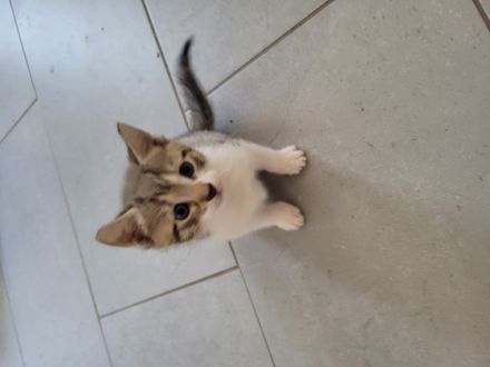 Unsere Mira hat am 27.4.2022 4 gesunde Kitten zur Welt