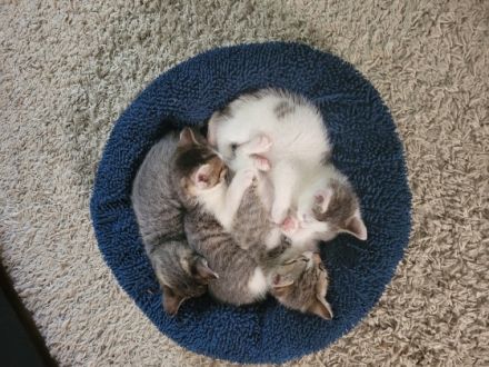 Unsere Mira hat am 27.4.2022 4 gesunde Kitten zur Welt