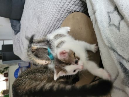 Unsere Mira hat am 27.4.2022 4 gesunde Kitten zur Welt