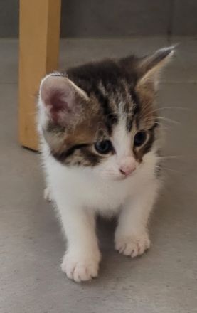 Unsere Mira hat am 27.4.2022 4 gesunde Kitten zur Welt