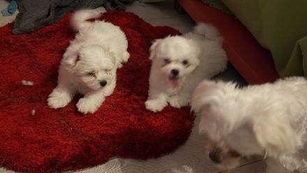 Ich bin klein, verspielt und liebevoll, ich passe mich