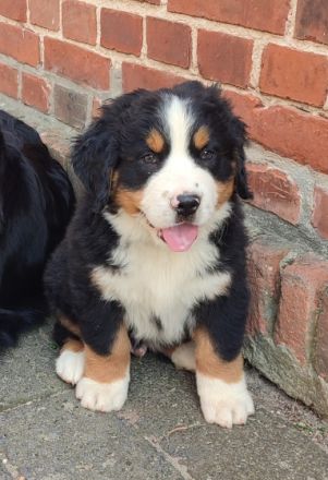 Noch einer unserer süßen Bernies sucht ab Ende Juni ein