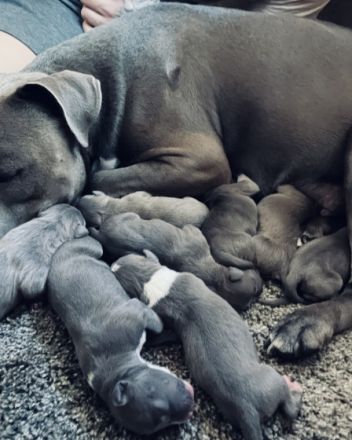 American Staffordshire Terrier blue line