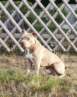 American Staffordshire Terrier blue line