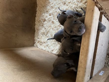 American Staffordshire Terrier blue line