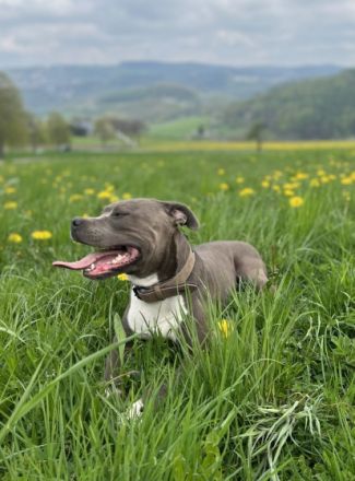 American Staffordshire Terrier blue line