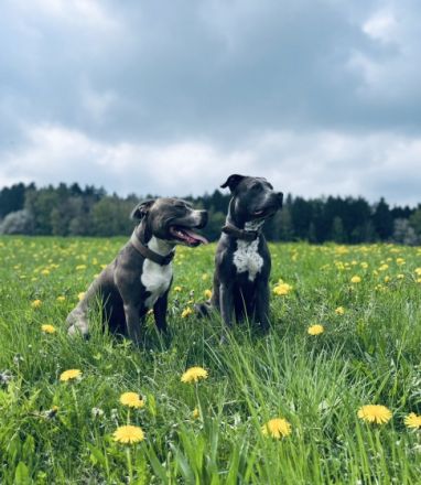 American Staffordshire Terrier blue line