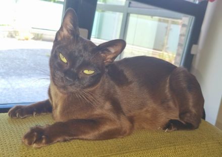 Unsere Burma Katze hat am 06.04.2022 4 wunderschöne