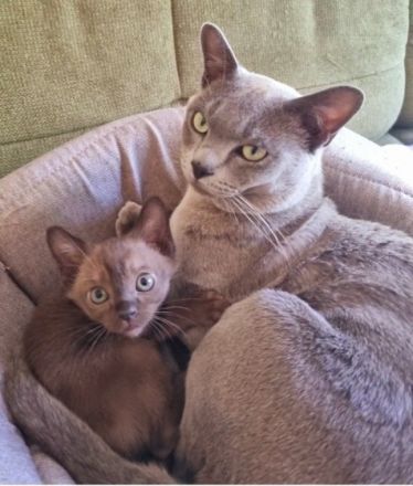 Unsere Burma Katze hat am 06.04.2022 4 wunderschöne