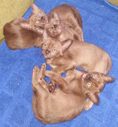 Unsere Burma Katze hat am 06.04.2022 4 wunderschöne