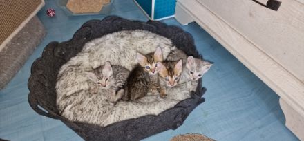 Unsere molli hat am 11.5, fünf zucker süße Kater zur