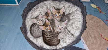 Unsere molli hat am 11.5, fünf zucker süße Kater zur