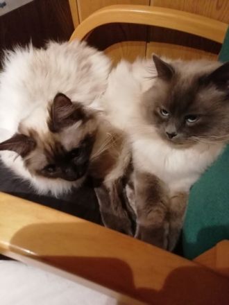 Beschreibung 5 reinrassige Heilige Birma Kitten (2