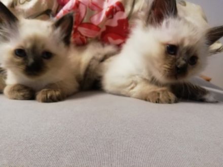 Beschreibung 5 reinrassige Heilige Birma Kitten (2