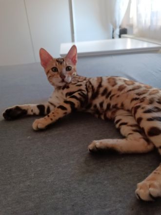 Bengalkatze Katzenbaby Hallo, unsere Katze hat am 19.3