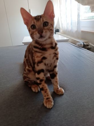 Bengalkatze Katzenbaby Hallo, unsere Katze hat am 19.3