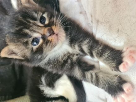 Hallöchen Unsere Rasselbande sind bereit für den Auszug