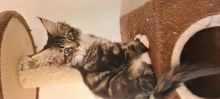 Hallöchen Unsere Rasselbande sind bereit für den Auszug