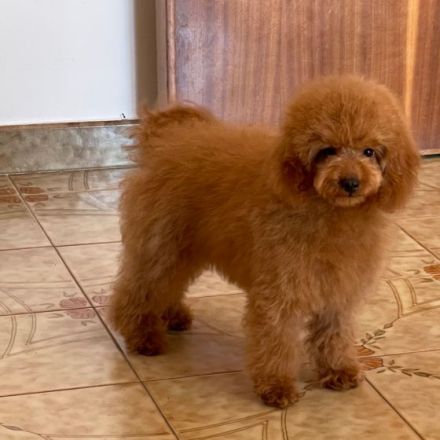 Roter männlicher Pudel- toy -Pudel, geboren 1. Dezember