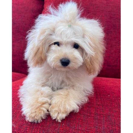 Roter männlicher Pudel- toy -Pudel, geboren 1. Dezember